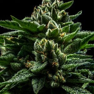 Female seeds – 50% Indica/50% Sativa – 12/12 Photoperiod – DO-G strain – image 1 – from Ripper Seeds via Seed City