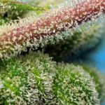 Do-Sweet-Dos from Sweet Seeds