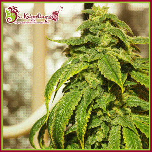 D’oh Si D’ohpe from Dr Krippling Seeds