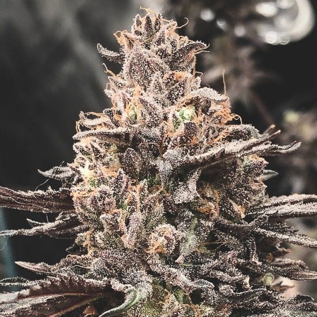 Daifuku cannabis seeds – 12/12 Photoperiod – Indoor-friendly – Regular – image 1 from Seed City