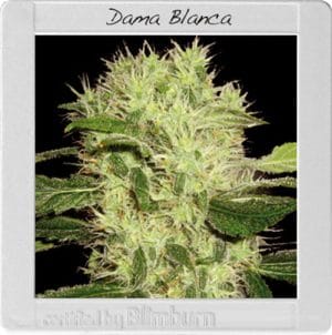 Dama Blanca