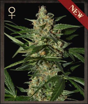 Damnesia Autoflowering