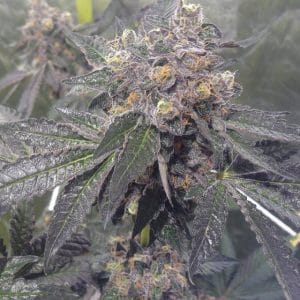 Image 1 of Dank Sherbert cannabis by Dank Genetics – Feminized – 12/12 Photoperiod – Citrus – Seed City