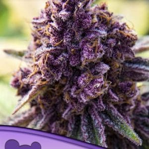 Image 1 of Dankberry cannabis by Anesia Seeds – Tall (140cm plus) – Sour – Indica-heavy – Seed City