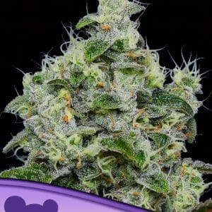 Resistant to Pests – Greenhouse – Auto-Flowering – Dankberry Auto strain – image 1 – from Anesia Seeds via Seed City