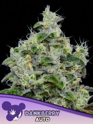 Dankberry Auto
