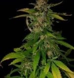 Danky Doodle aka Double D from KC Brains