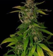 Danky Doodle aka Double D from KC Brains