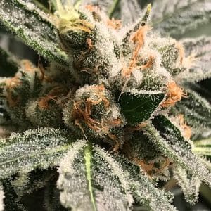 Image 1 of Dark Kush Auto cannabis by R-Kiem Seeds – 50% Indica/50% Sativa – Earthy – Feminized – Seed City