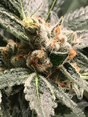 Dark Kush Auto