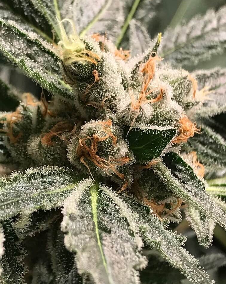 Image 1 of Dark Kush Auto cannabis by R-Kiem Seeds – 50% Indica/50% Sativa – Earthy – Feminized – Seed City