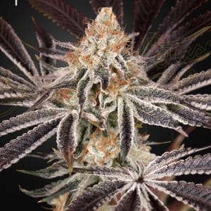 Dark Phoenix by Green House Seeds – Citrus – The End of October – 12/12 Photoperiod – image 1 – Seed City