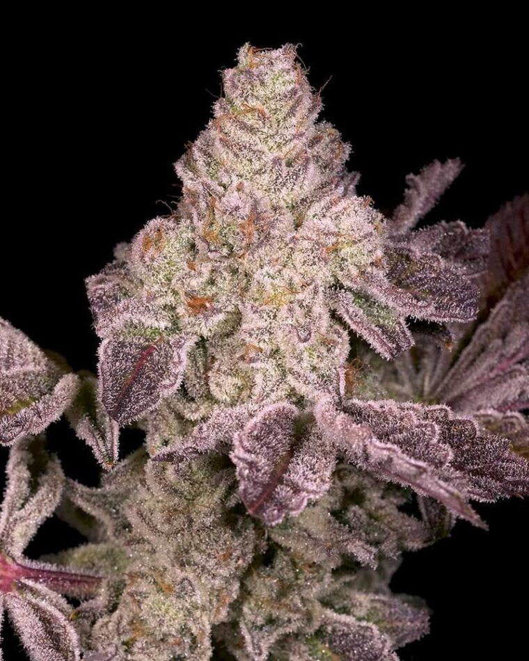 Dark Rainbow 2.0 cannabis seeds – Regular – Sweet – Outdoor – image 1 from Seed City