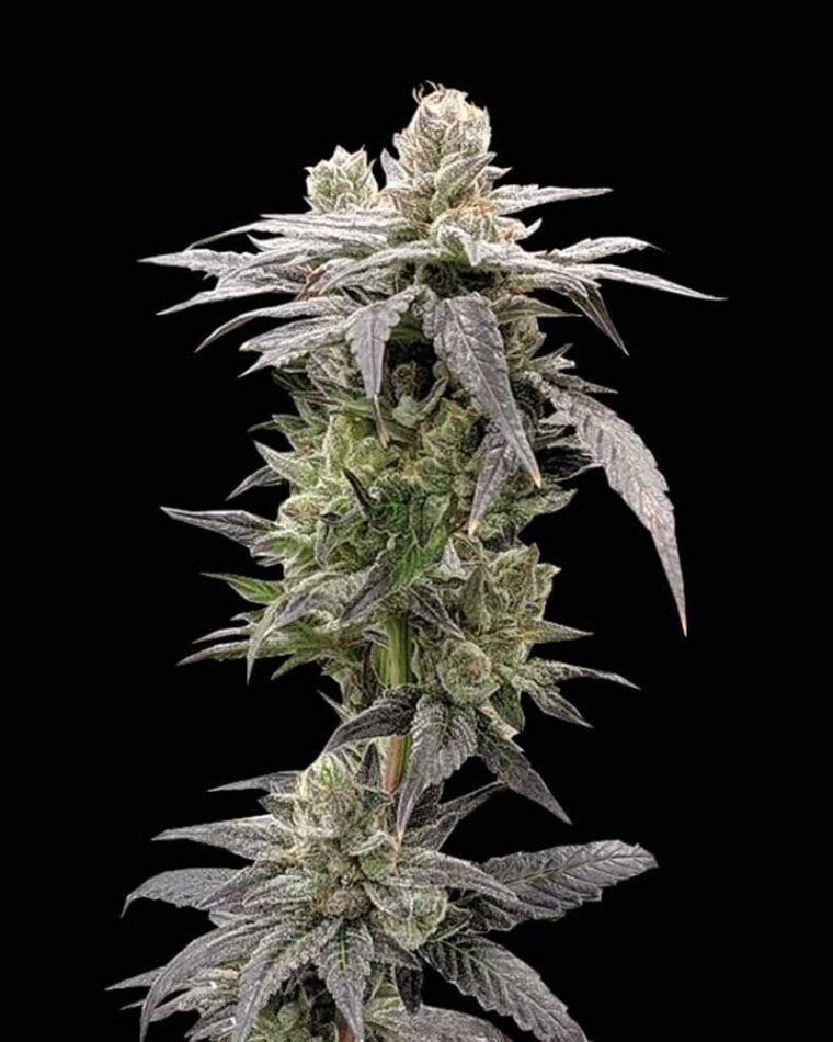 Dark Saber by Rare Dankness Seeds – Sweet – Outdoor – 12/12 Photoperiod – image 1 – Seed City