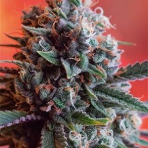 Dark Star x AK-49 by Vision Seeds – Female seeds – 12/12 Photoperiod – Suited for indoor growing – image 1 – Seed City