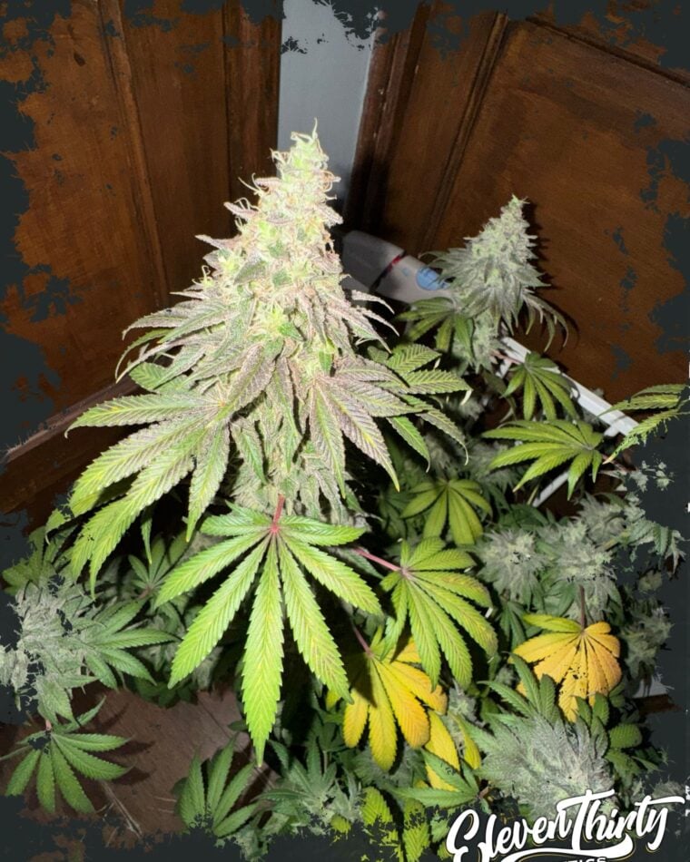 Dawg Fartz cannabis seeds – Indoor – Sativa Dominant – Creative – image 1 from Seed City