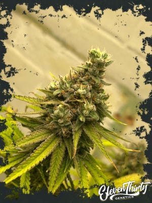 Dawg Fartz Auto