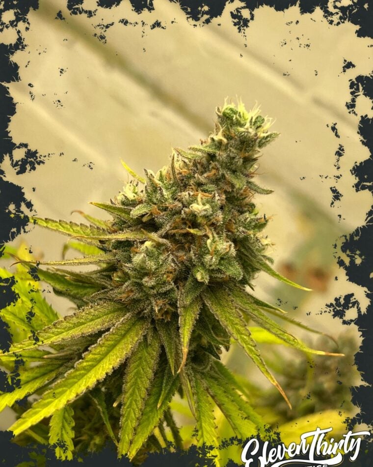 Dawg Fartz Auto from ElevenThirty Genetics