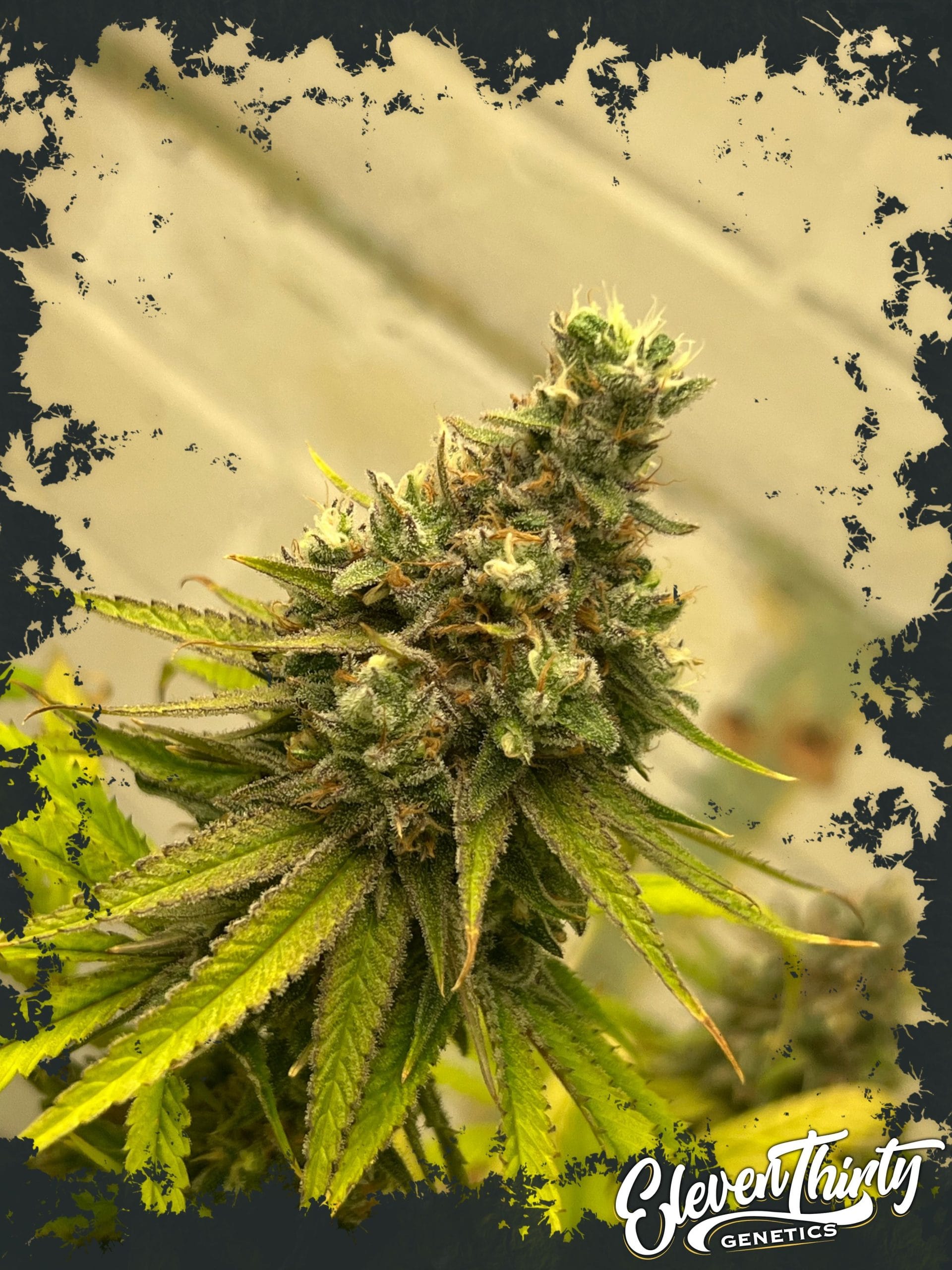 Dawg Fartz Auto from ElevenThirty Genetics