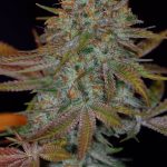 Image 1 of Dawggone Sour cannabis by Subcools The Dank – Piney – Good for outdoor grow – Regular – Seed City