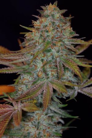 Dawggone Sour