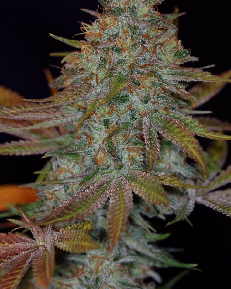Image 1 of Dawggone Sour cannabis by Subcools The Dank – Piney – Good for outdoor grow – Regular – Seed City