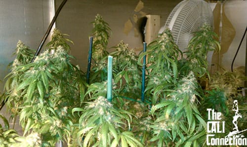 Dead Head OG cannabis seeds – Guaranteed female plants – 12/12 Photoperiod – Sativa Dominant – image 2 from Seed City