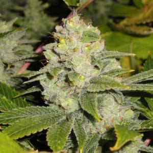 Dead Head OG cannabis seeds – Indoor-friendly – Sativa Dominant – Excellent harvest potential – image 1 from Seed City