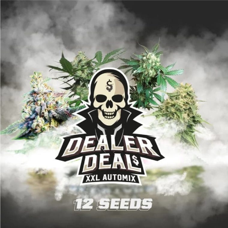 Dealer Deal XXL Automix by BSF Seeds – Large yield – Auto-Flowering – Relaxing – image 1 – Seed City