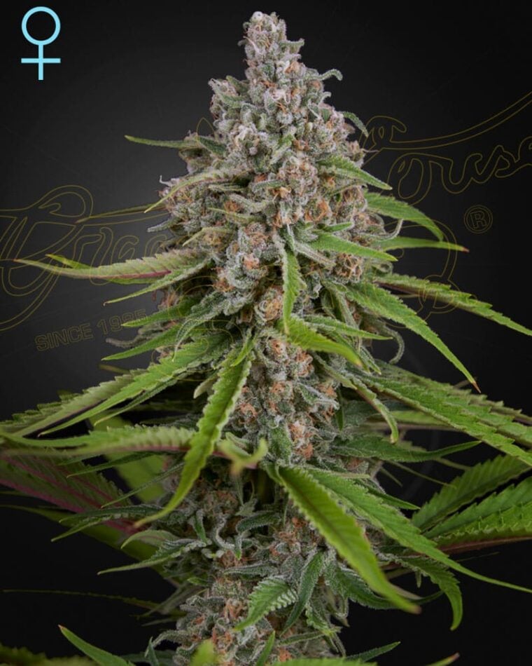 High CBD – 12/12 Photoperiod – Indoor – Deep Candy CBD strain – image 1 – from Green House Seeds via Seed City