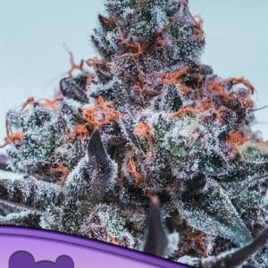Image 1 of Deep Jealousy Auto cannabis by Anesia Seeds – Pineapple – 50% Indica/50% Sativa – Auto-Flowering – Seed City