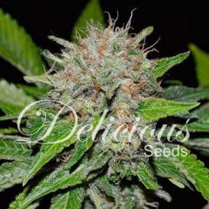 Deep Mandarine