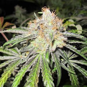 Image 1 of Deep Neville cannabis by Medical Seeds – Super Strength – Mostly Sativa – 12/12 Photoperiod – Seed City
