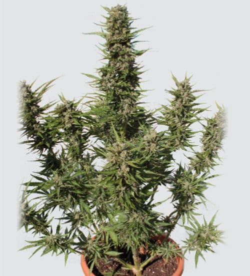 Purple Kush Auto from Buddha Seeds