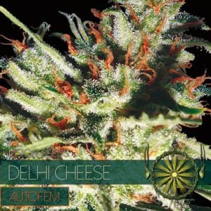 Image 1 of Gouda's Grass Auto cannabis by Vision Seeds – Indica Dominant – Female seeds – Auto-Flowering – Seed City