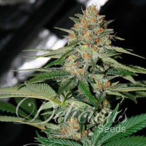 Super Strength – 12/12 Photoperiod – Sweet – Delicious Candy strain – image 1 – from Delicious Seeds via Seed City