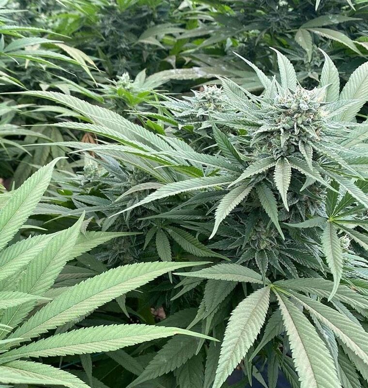 Delizie al Limone from Cali Connection Seeds