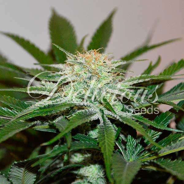 Image 1 of Descojack cannabis by Delicious Seeds – Super Strength – Resistant to Pests – Lemon – Seed City