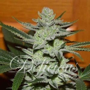 Unknown Kush cannabis seeds – 12/12 Photoperiod – 50% Indica/50% Sativa – Regular – image 1 from Seed City