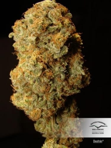 Image 3 of Desfran cannabis by Dutch Passion Seeds – Female seeds – Caramel – High Yielding – Seed City