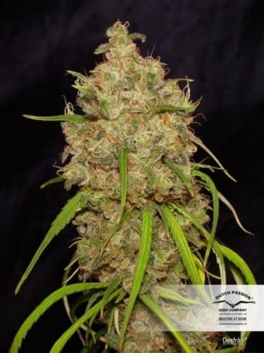 Image 2 of Desfran cannabis by Dutch Passion Seeds – Greenhouse – Female seeds – High Yielding – Seed City
