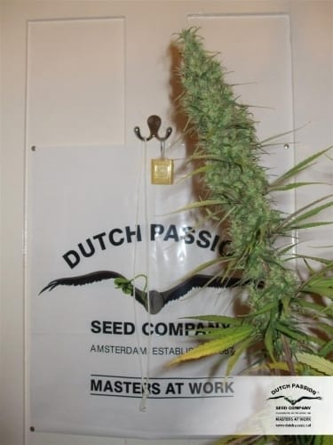 Desfran by Dutch Passion Seeds – High Yielding – Female seeds – Sativa – image 4 – Seed City