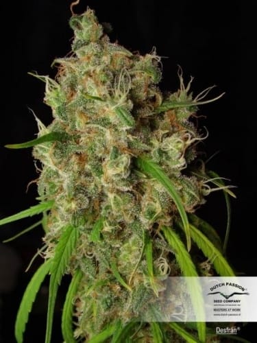 showing High Yielding – Greenhouse – Caramel – image 5 – Seed City