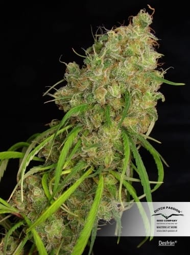 Desfran from Dutch Passion Seeds