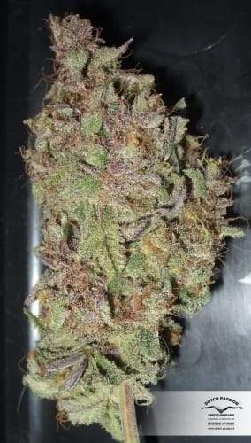 showing High Yielding – 12/12 Photoperiod – Sativa – image 6 – Seed City