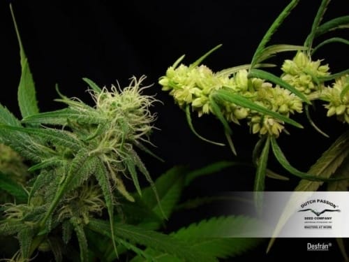 Image 7 of Desfran cannabis by Dutch Passion Seeds – Greenhouse – Sativa – Female seeds – Seed City