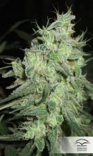Desfran from Dutch Passion Seeds