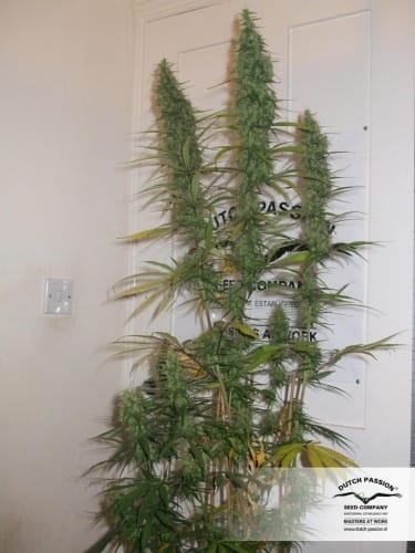 Desfran cannabis seeds – Psychedelic – 12/12 Photoperiod – Caramel – image 9 from Seed City