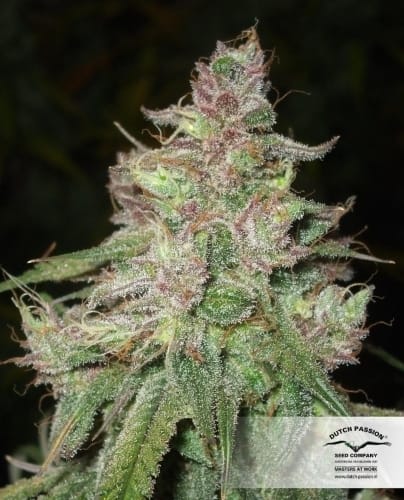 Image 10 of Desfran cannabis by Dutch Passion Seeds – Psychedelic – 12/12 Photoperiod – High Yielding – Seed City