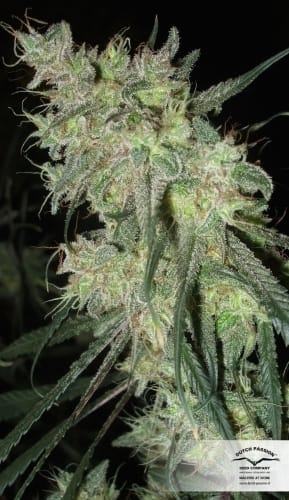 High Yielding – Caramel – Greenhouse – Desfran strain – image 11 – from Dutch Passion Seeds via Seed City